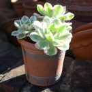 RHS Wisley Gardener's Pot | RHS 1838 | 28cm h / 31cm b thumbnail