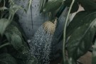 Haws Fine Spray | Round Brass Rose thumbnail