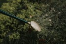 Fine Spray | Oval Brass Rose thumbnail