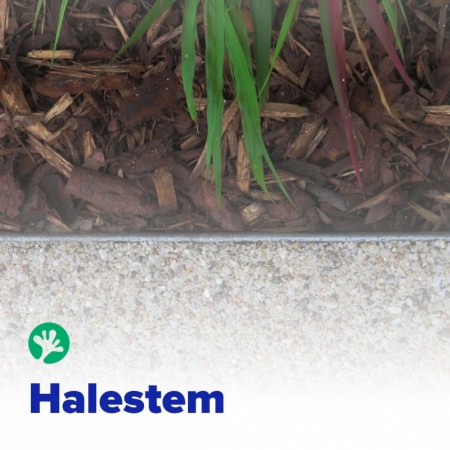 Halestem